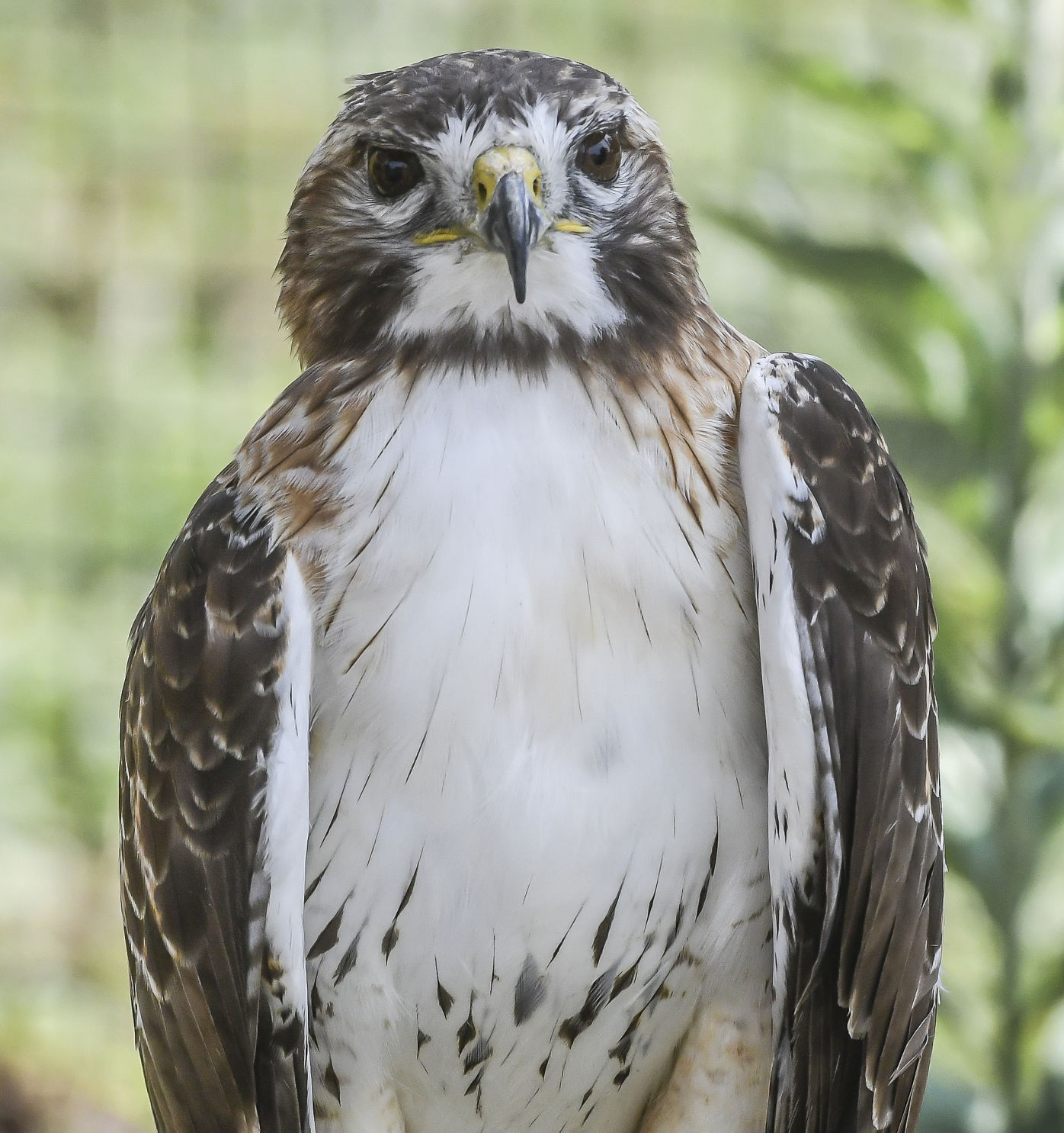 Hawk